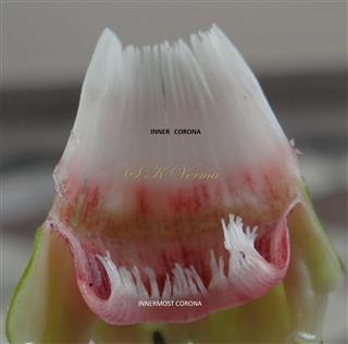  Corona-Inner and innermost corona